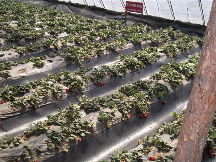 石景山全新材料防草布